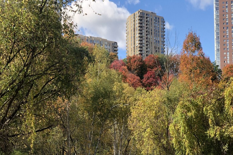 Toronto’s Urban Forest Faces Climate Challenge