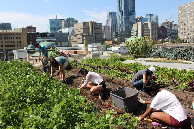 Community Gardens Bloom Across the GTA
